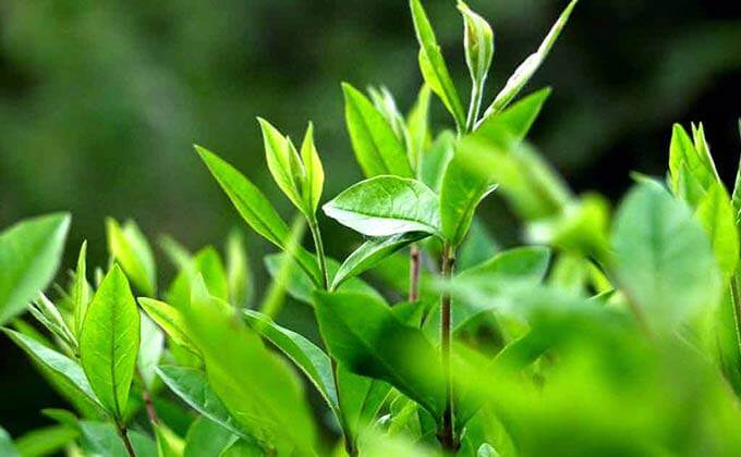 Chiết xuất từ lá trà xanh hoàn toàn không gây hại cho da